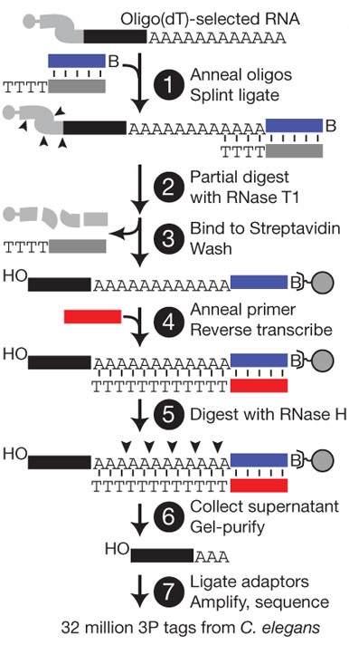 Formation, regulation and evolution of Caenorhabditis elegans 3’UTRs