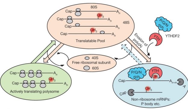 N6-methyladenosine-dependent regulation of messenger RNA stability