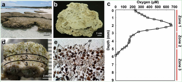 Metatranscriptome2_1