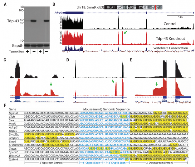 RNA_TPD1