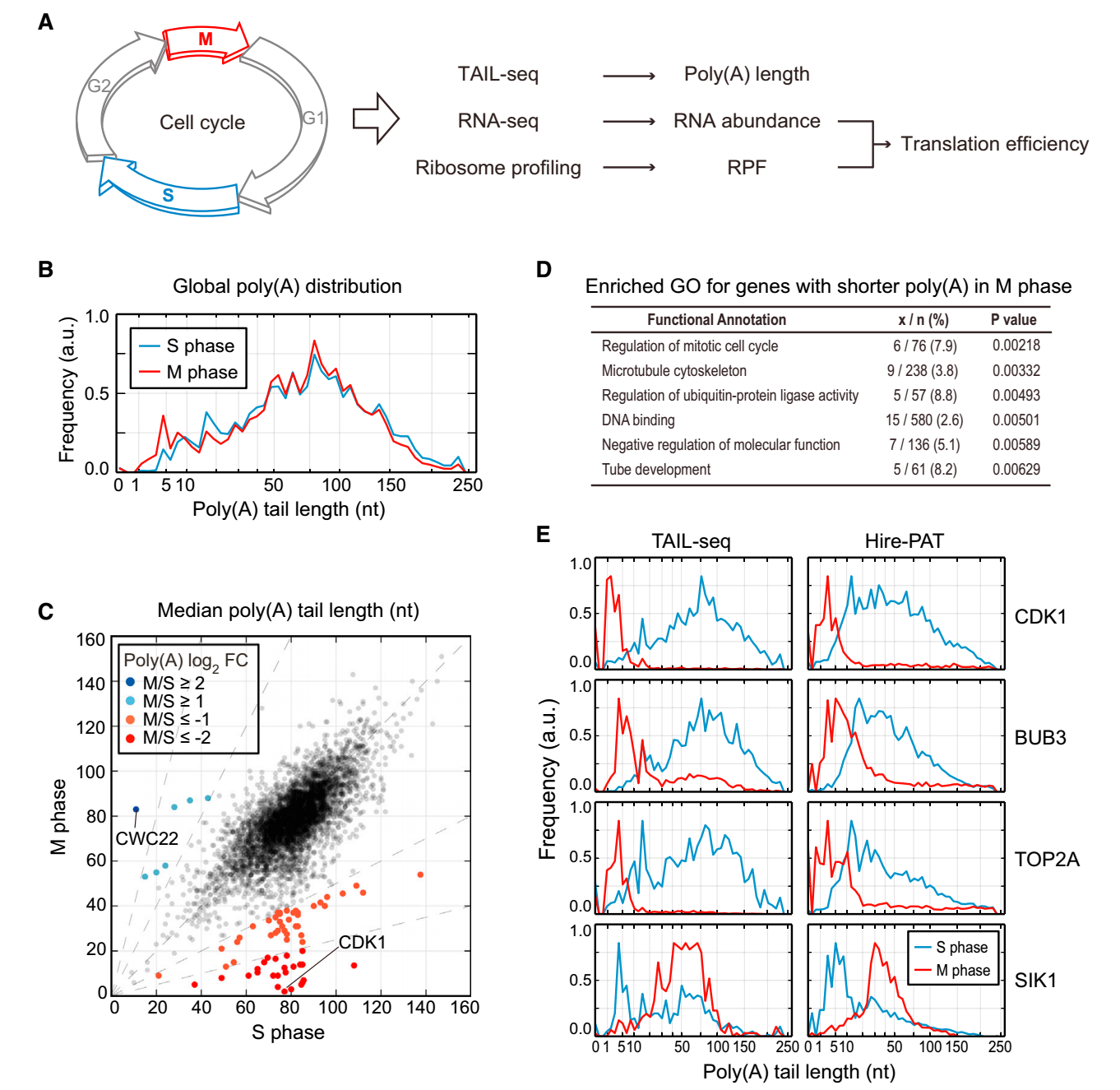 TAIL-seq_1