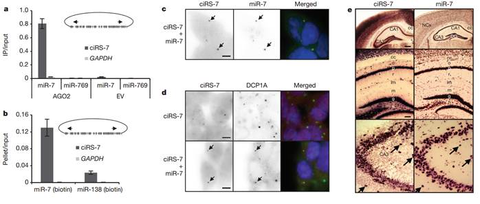 fc13e728b3dbe7934cbcd4bbd6413ef1d261b8e7